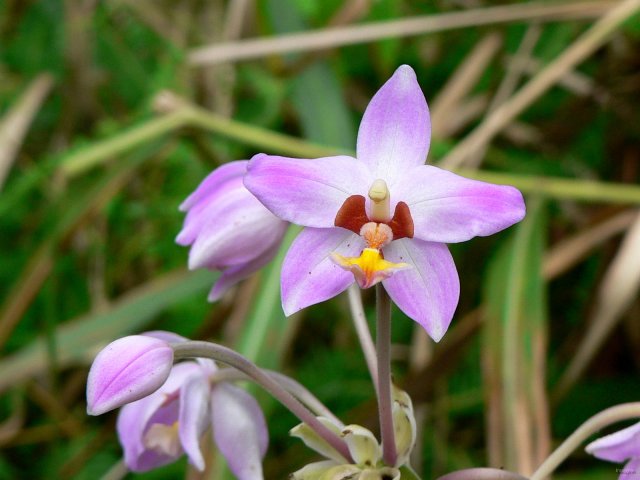 53- Fleur inconnue 